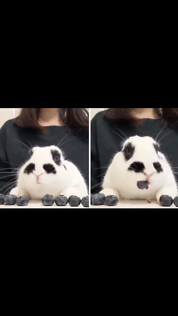Bunny rabbit adorably munches on tasty blueberries