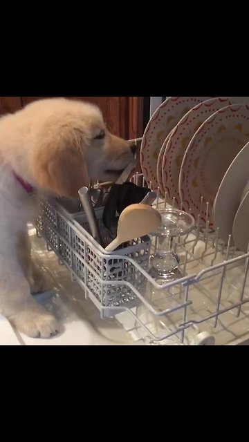 Puppy "helps" clean the dirty dishes