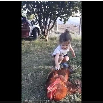 Little girl both scared and excited while petting rooster