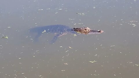 Alligator in my Florida backyard (basically)