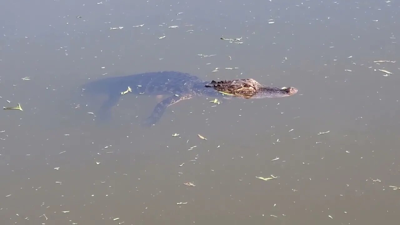 Alligator in my Florida backyard (basically)