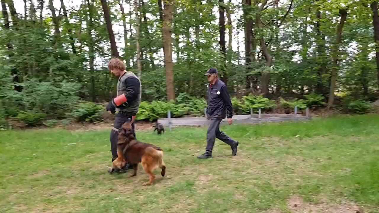 Police dog training, Tino Kleine Schaars