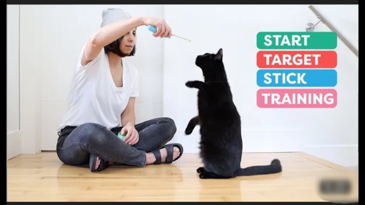 Target stick training for cats