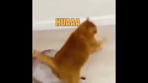 Funny Cats and Kittens Meowing Compilation&Baby Cats -Cute and Funny Cat Videos #shorts (4)
