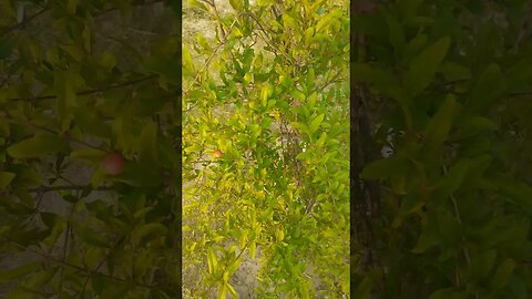 Green plant: nature is beautiful