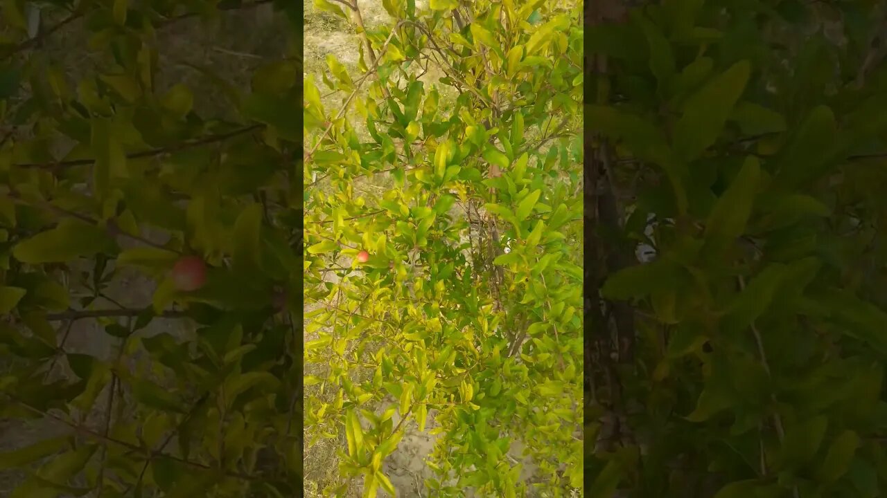 Green plant: nature is beautiful