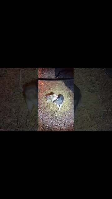 Piglets play fighting?