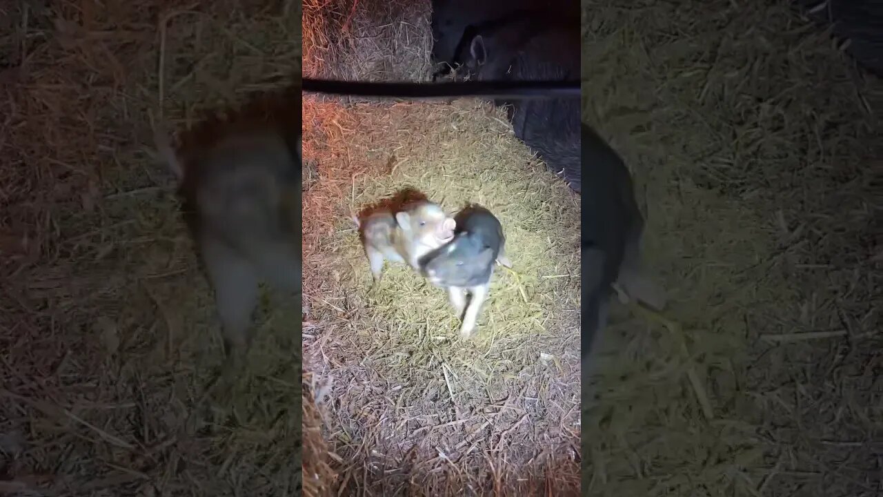 Piglets play fighting?
