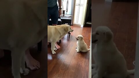 Cute Funny Dog -69