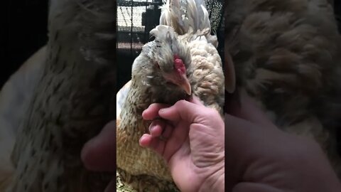 Caring for hatching chicks in wet weather. Using lucerne/alfalfa chaff in bedding.