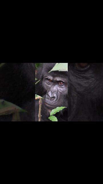 Silverback Gorilla VS Grizzly Bear | Part.01