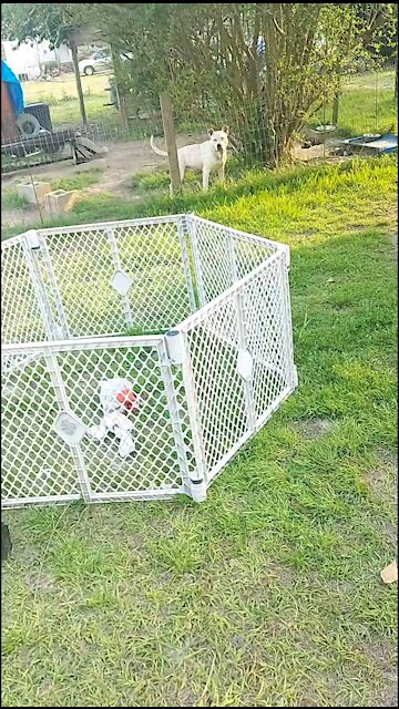Dogo Argentino dog Hank, and little Buster Brown