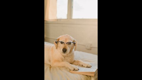 Funny happy dogs cat