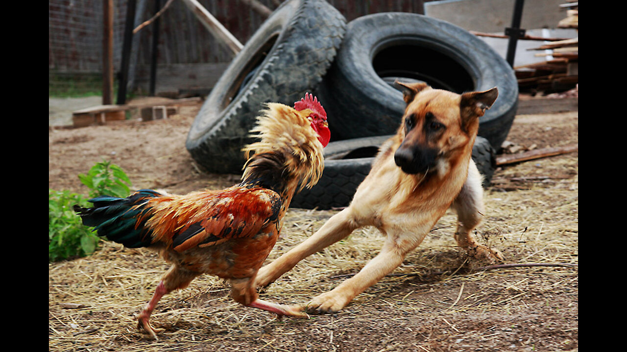 Chicken VS Dog Fight - Funny Dog Fight Videos