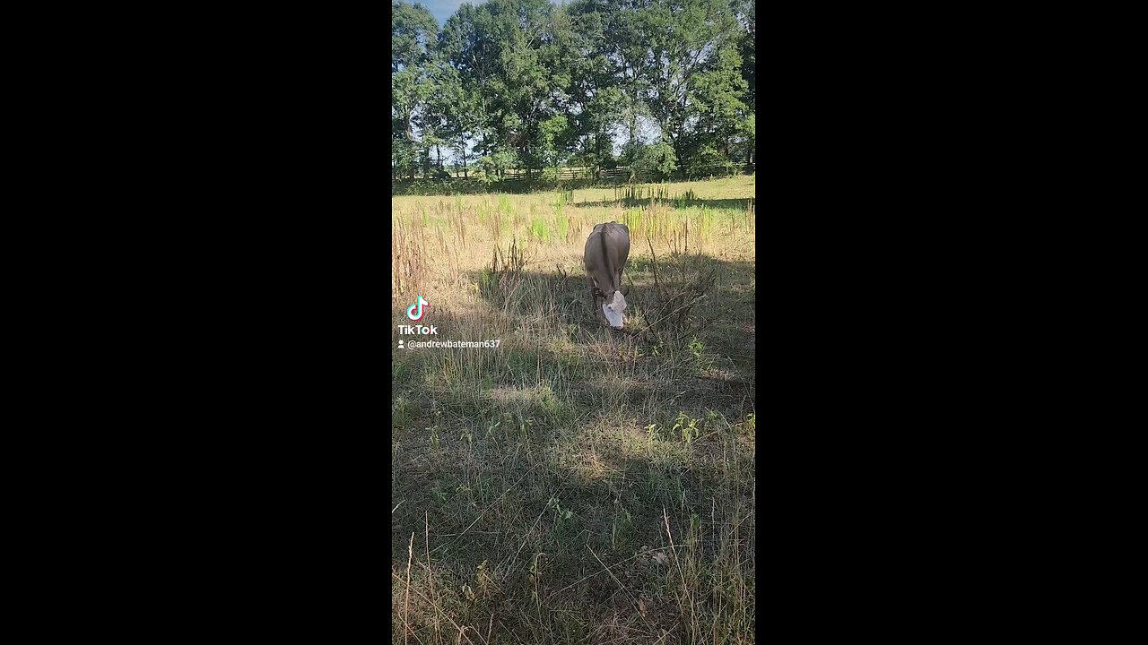 Cows and calves chillin'.