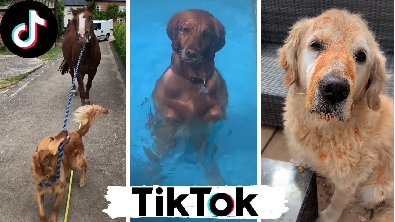 Funny Dogs of TikTok Compilation ~ Doggos Doing Funny Things TIK TOK