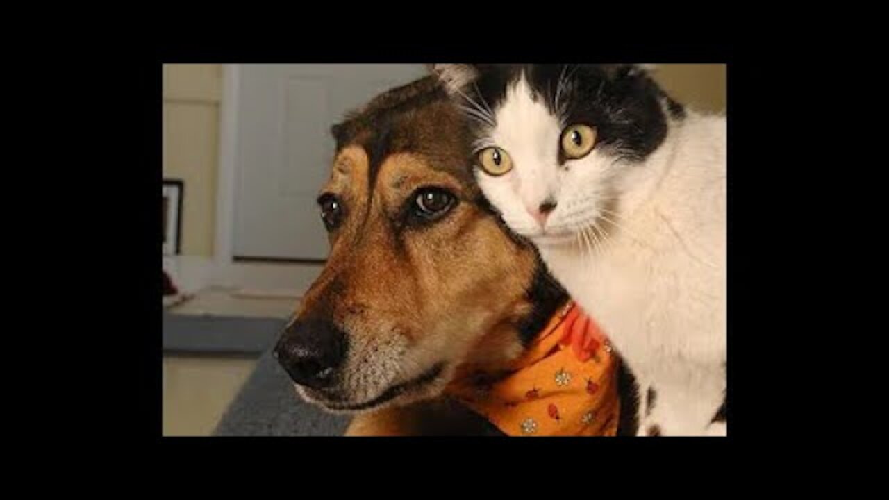 Cute And Funny Animal Videos | Try Not To Laugh |Animal Holic