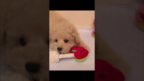 Funniest Cat and Dog Videos Compilation