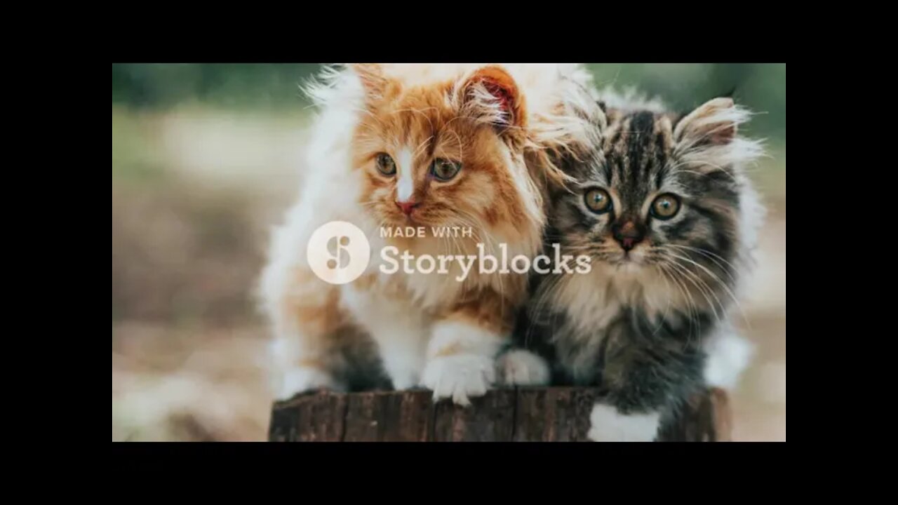 10 Top moments of kittens playing