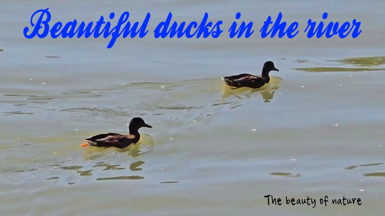 Beautiful ducks swimming in the river / beautiful water birds in the water.