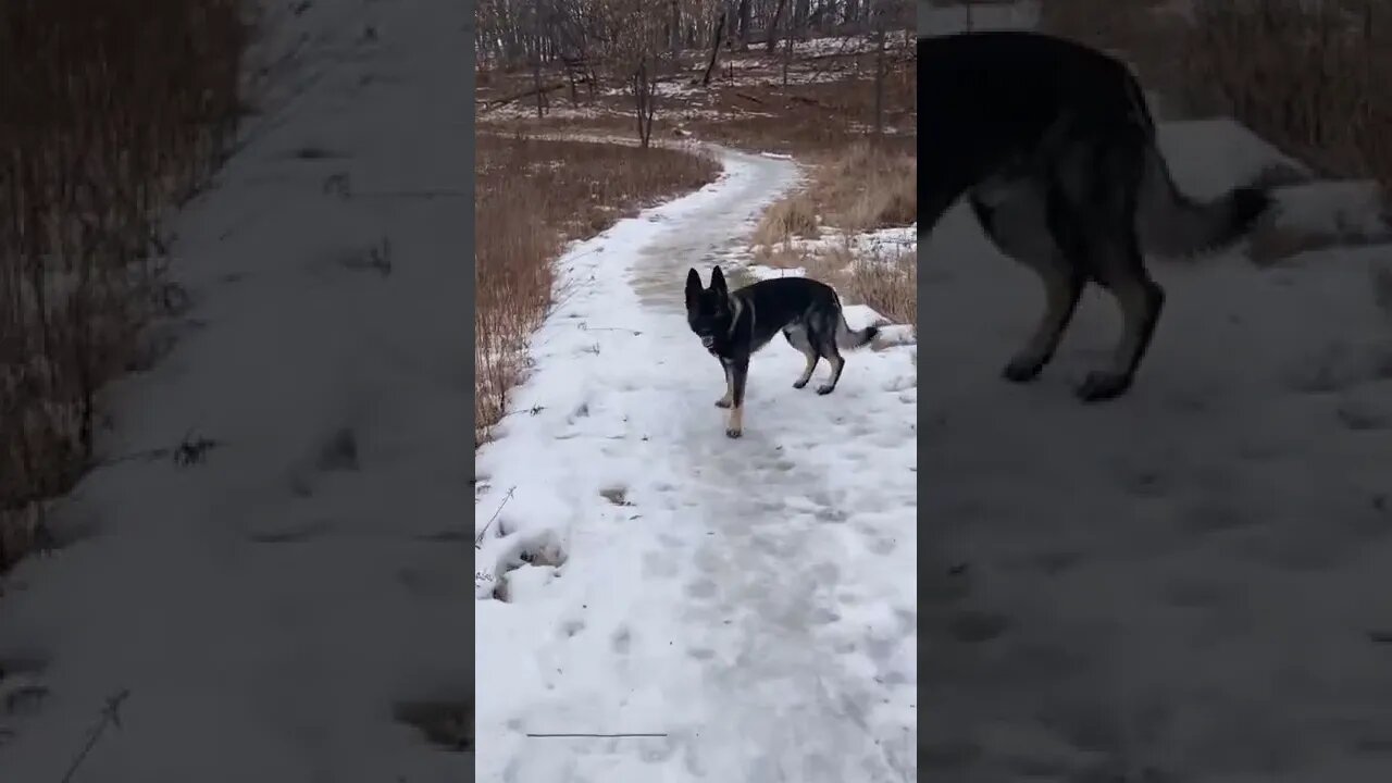 Hiking With Enzo!