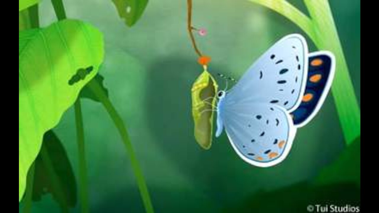 Butterfly of Love