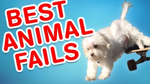 Animal fails Funny