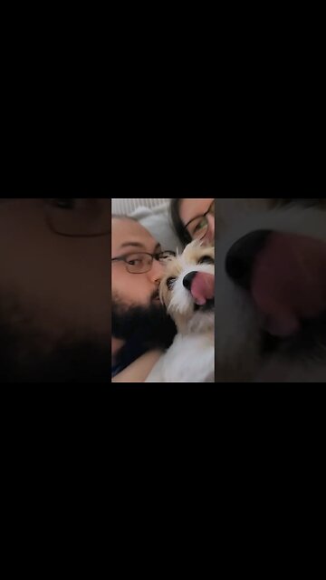 Mr Walter's the cutest 😍🐶 #jackrussell #jackrussellterrier