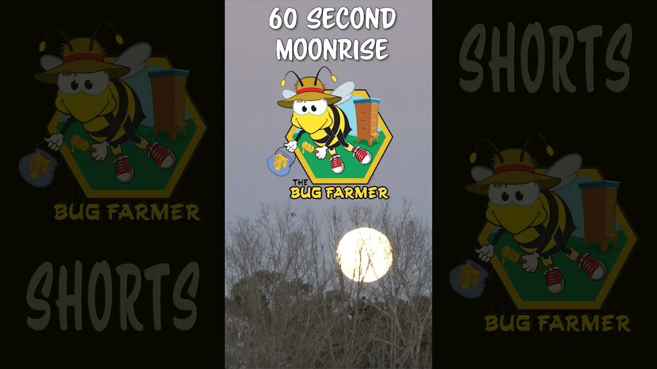 #shorts 60 Second Moon-rise Time-lapse