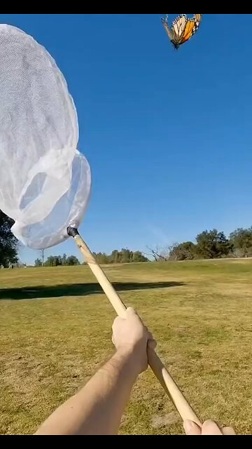 Wait, you can play animal cross