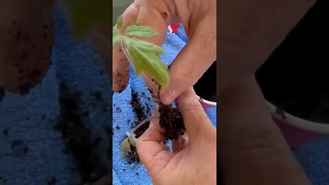 How to separate tomato 🍅 seedlings 🫨