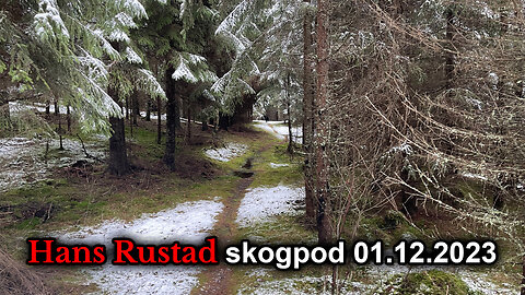 Skogpod 1. desember 2023