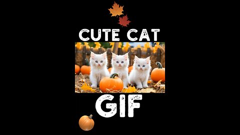 Cute Cat Gif
