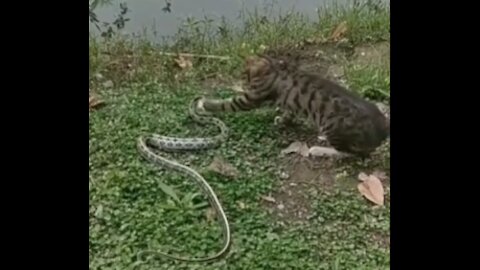 Cats and Snakes