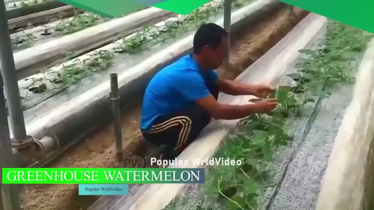 This is how China produces 100 million watermelons Watermelon production 3