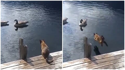 My pet jump in the lake and catching duck