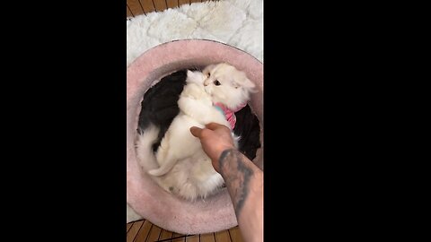 Kitten Meowing |Cat Sound| Cute Cat Videos #shorts #cat #puppy #catlover #catfunnyshorts #luca #cute