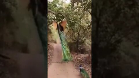 peacock