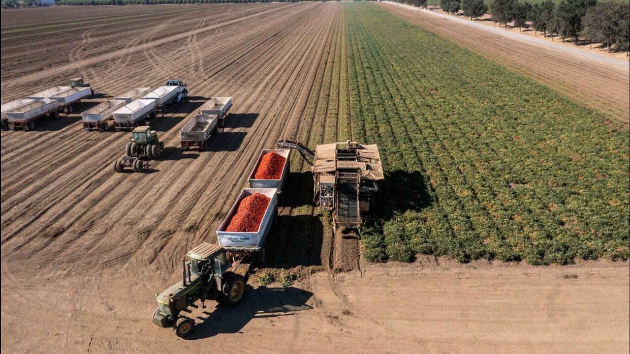 American Farmers Are Killing Their Own Crops And Selling Cows Because Of Extreme Drought