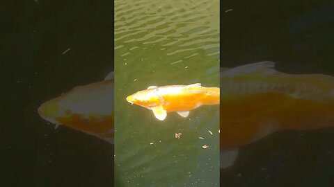 Random Fish For you #shorts