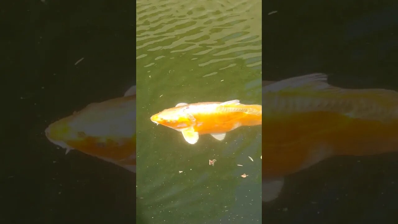 Random Fish For you #shorts