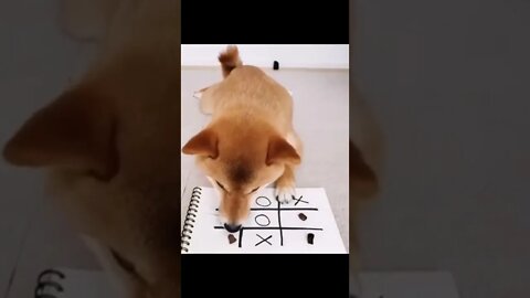 Smartest Shiba Dog playing game #shorts