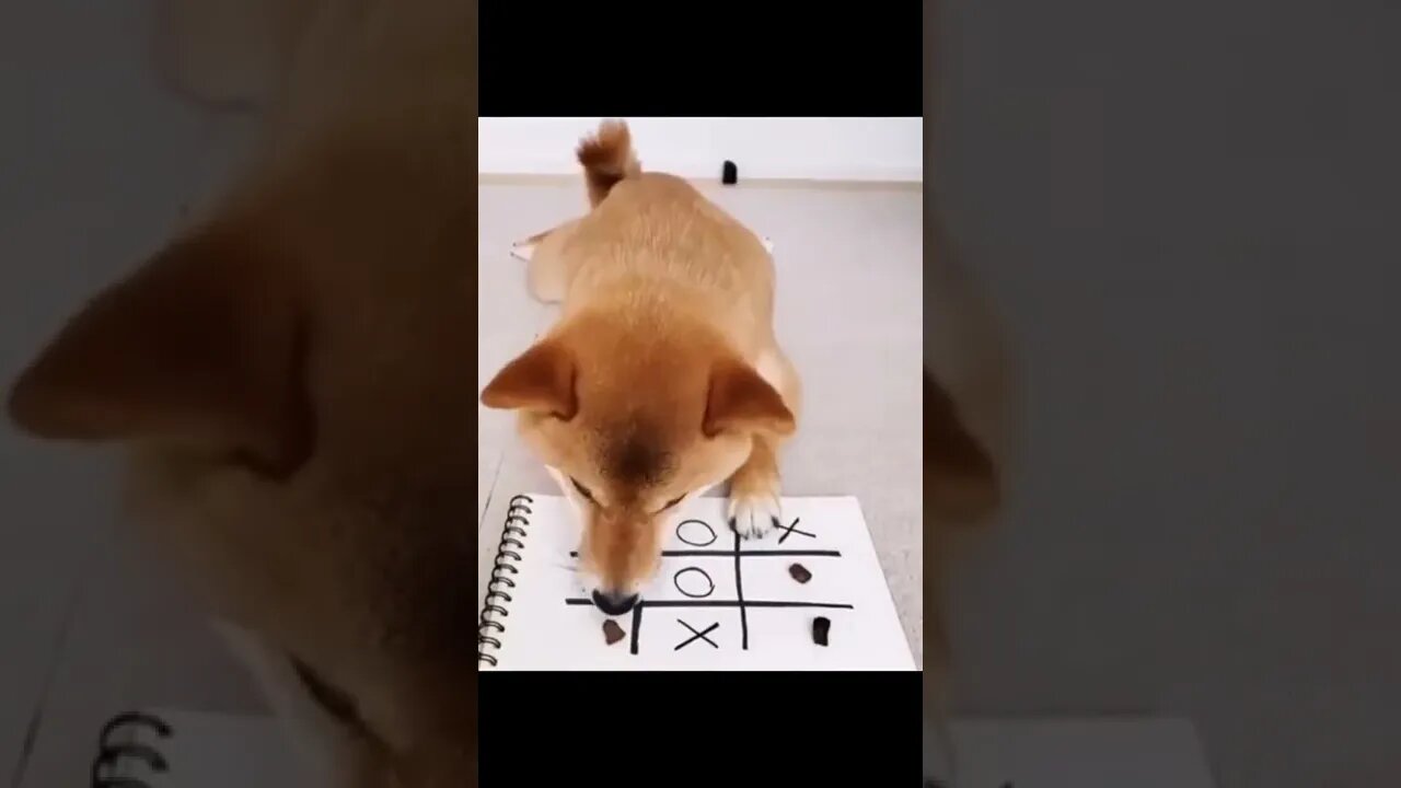 Smartest Shiba Dog playing game #shorts