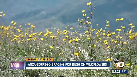 Wildflowers blooming in Anza-Borrego Desert State Park