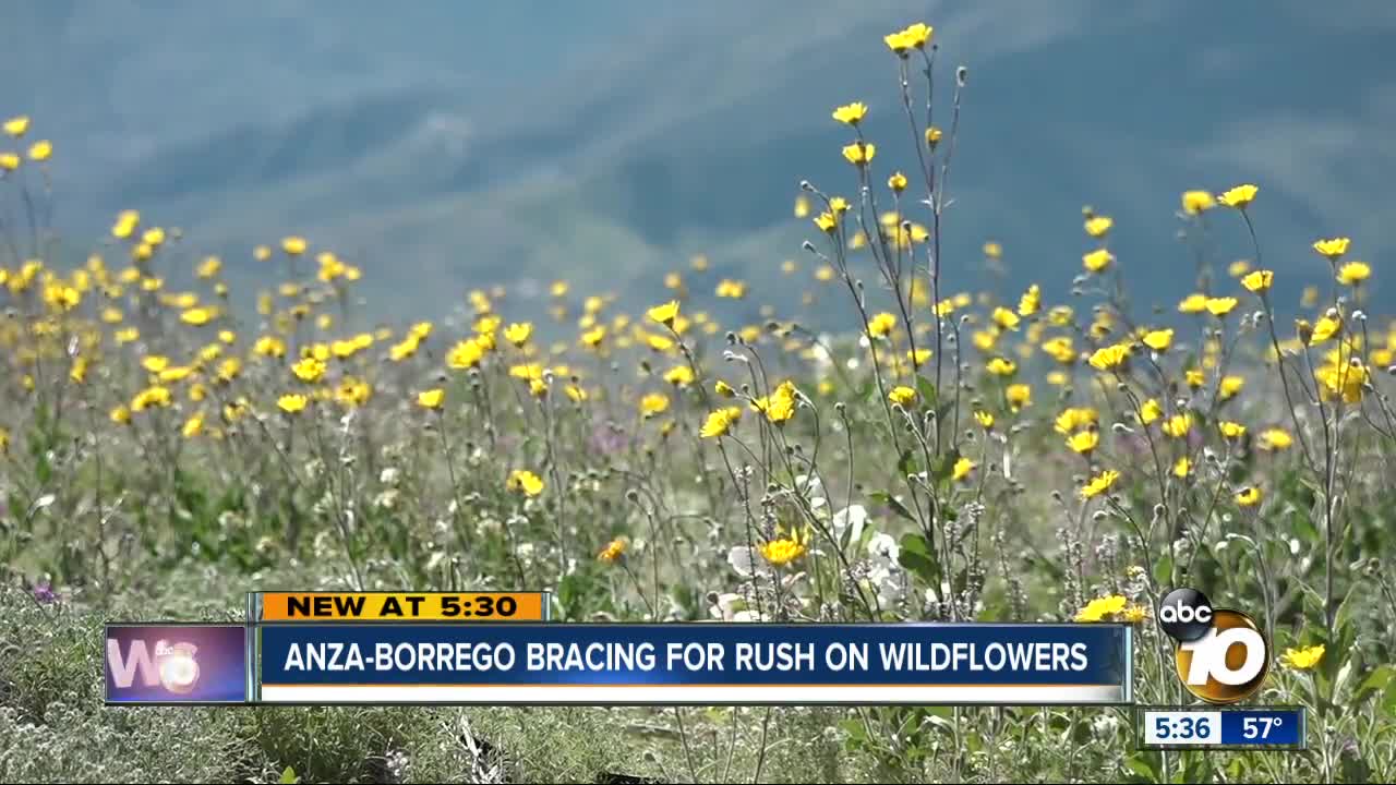 Wildflowers blooming in Anza-Borrego Desert State Park