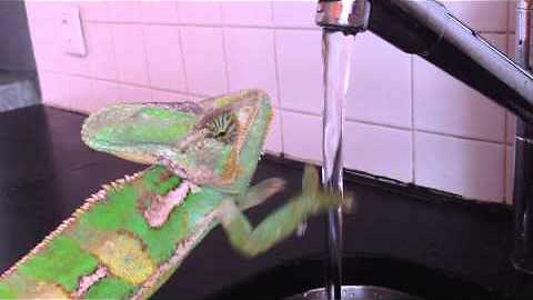 Chameleon washing his hands! || Viral Video UK