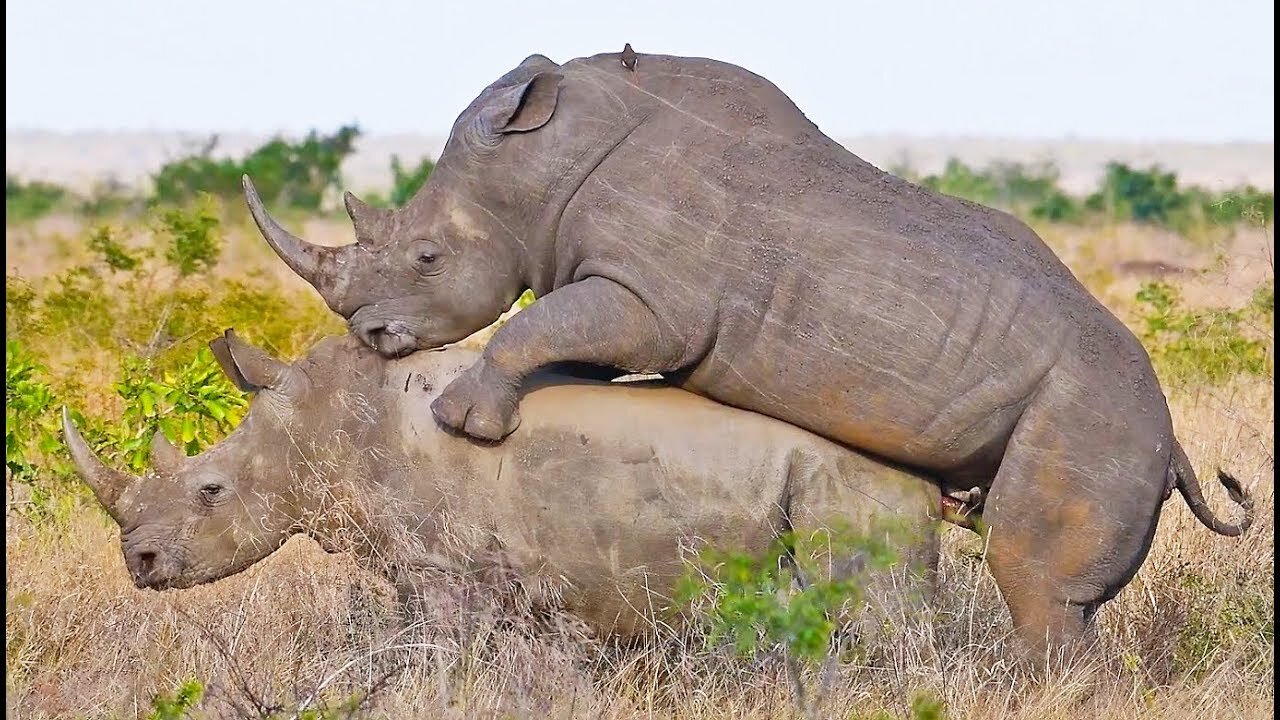 Animals Around The World Mating