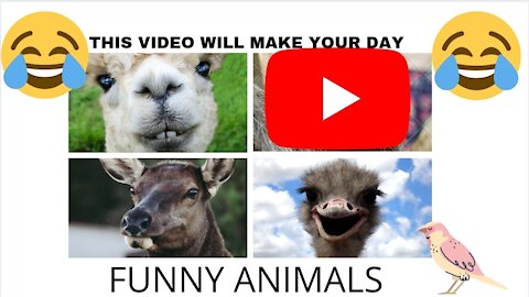 Funniest animals - Best of ever funny Animals video baby dog #viral