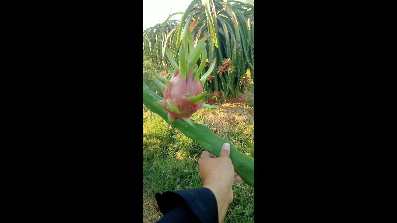 Người Việt Nam đang thu hoạch thanh Long
