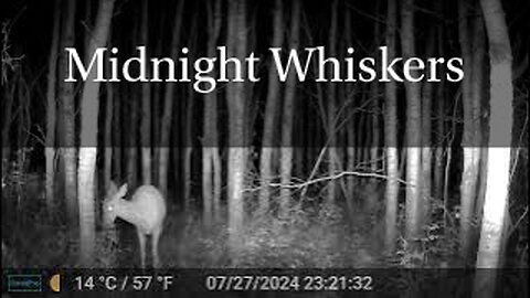 Midnight Whiskers